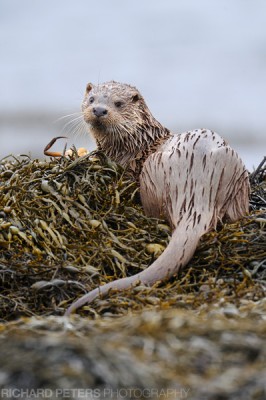 Otter eating crab