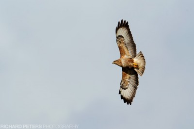 Common Buzzard, D3, 600 + 1.4x TC, 1/800, f8, ISO 200 Buzzard