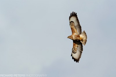 Buzzard