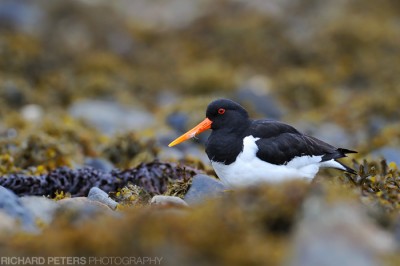 Oyster Catcher