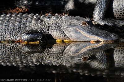 American Alligator in the Everglades
