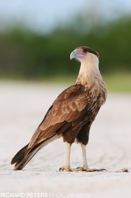 CaraCara portrait