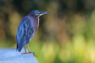 Nikon D300, 200-400 VR at 380mm, 1/200, f6.3, ISO 800 Nikon D300, 200-400 VR at 380mm, 1/200, f6.3, ISO 800