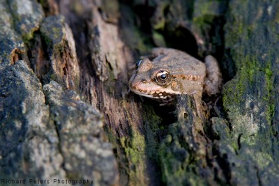 Small Frog