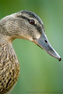 Duck Portrait Duck Portrait