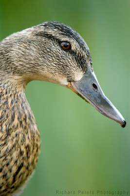 Duck Portrait