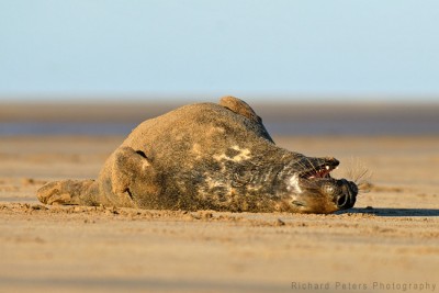 Seal at Donna Nook