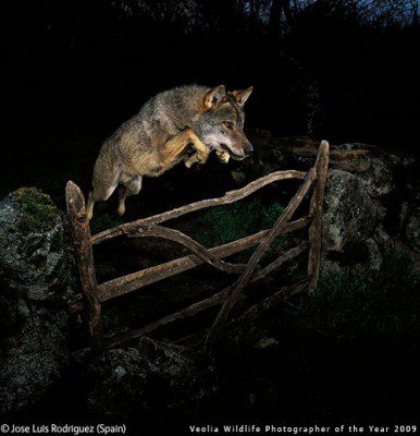 José Luis Rodríguez's, Leaping Wolf