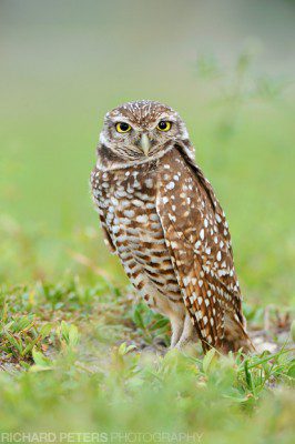 Burrowing Owl, Florida D30, 200-400, 1.4x, 550mm, 1/320, f7.1