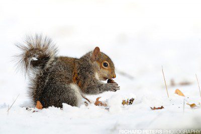 Nikon D3, 600mm + 1.4x TC, 1/800, f8, ISO 2200, +1 EV Nikon D3, 600mm + 1.4x TC, 1/800, f8, +1 EV
