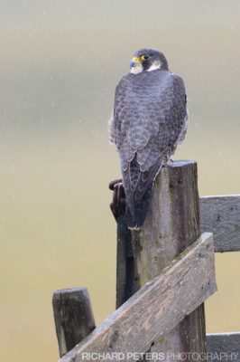 600 + 1.4x, 1/1000, f6.3, ISO 3200 Peregrine Falcon perched in the rain