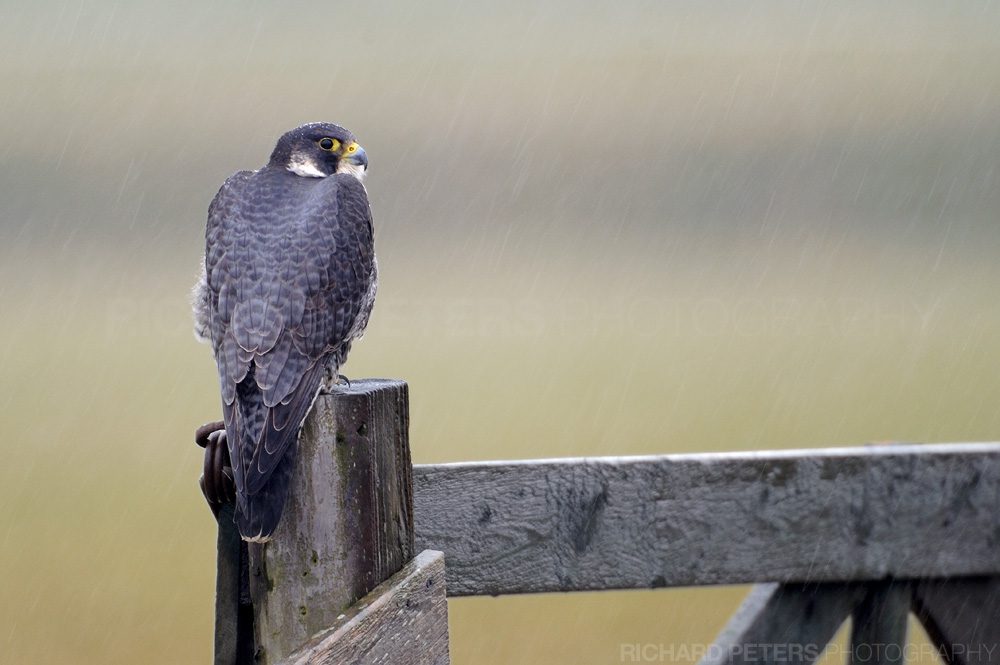 Peregrine Falcon in the rain