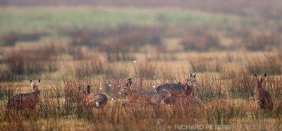 Fur flies as the male hare box for the right to mate