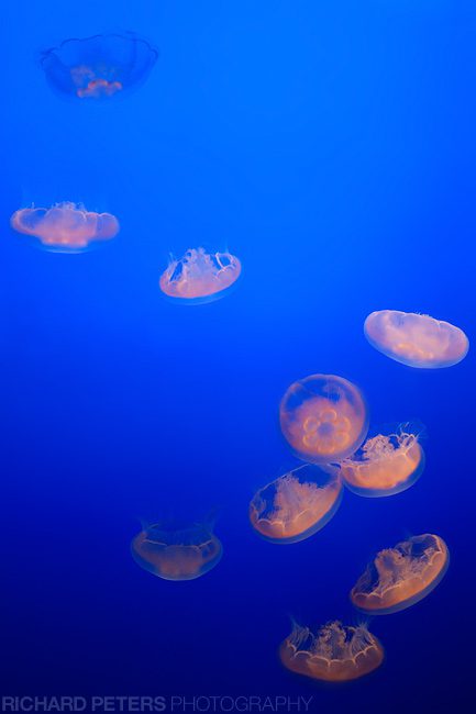 14-24: Jelly Fish at the Monterey Bay Aquarium