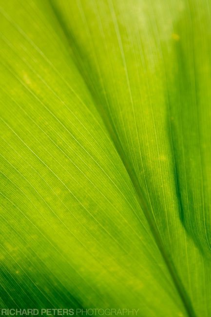 16-35 VR: Leaf detail 16-35 VR: Leaf detail