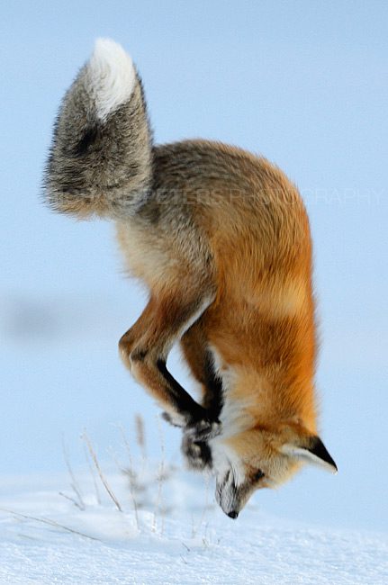 Almost the perfect Red Fox pounce shot!