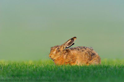Click for 900 pixel wide version A test image using the Nikon D3s and 600 VR with the new TC-20EIII teleconverter