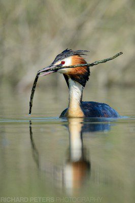 A Great Crested Grebe taking nesting material back to it's nest site.