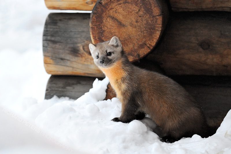 A Pine Marten pops out from under a log cabin in Yellowstone National park