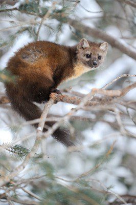 A Pine Marten sits in a tree in Yellowstone National Park