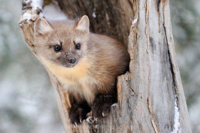 A Pine Marten pops out the hollow of a an old tree stump in Yellowstone National park.