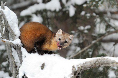 A Pine Marten licks his lips atop a snow covered old tree, in Yellowstone National park.