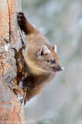 Nikon D7000, 70-200 + 1.4 (ISO 1600, no NR) A Pine Marten clings to the side of a tree in Yellowstone National Park in winter. Nikon D7000, 70-200 + 1.4 (ISO 1600, no NR)