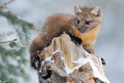 A Pine Marten sits on the top of an old tree stump in Yellowstone National Park.