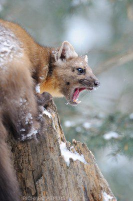 A Pine Marten showing it's teeth as it eats.