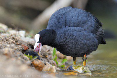 Adult Coot biting the chicks head