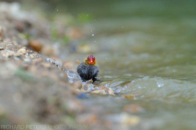 Tiny Coot chick battles the waves