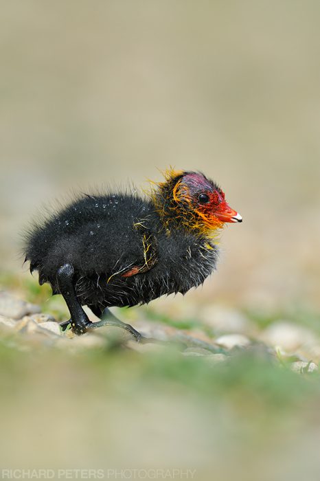 Coot Chick