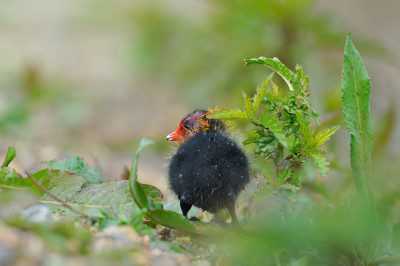 Coot chick