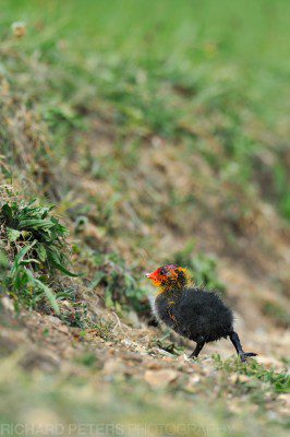 Banks are too steep for the Coot chick