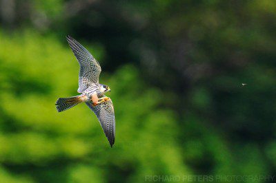 A Hobby locks on to it's prey, a mayfly, mid-flight just moments before plucking it from the air.