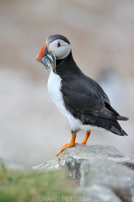 The Farne Islands are full of puffins, and getting a shot of the classic puffin pose is very easy. With a variety of coloured backgrounds on offer depending on what you want to shoot them against.