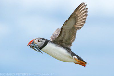 A puffin in flight, with a beak full of sand eels for the young. Farne Islands, Northumberland