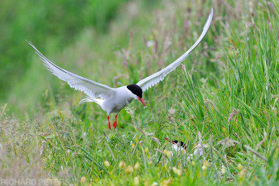 Nesting Arctic Terns on the Farne Island will bring stickleback fish in to feed the chicks.