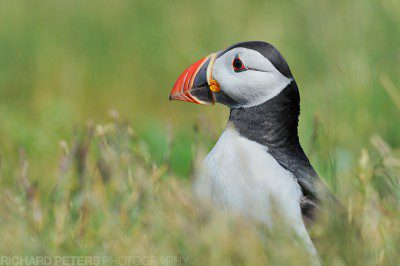 A classic puffin in long grass