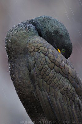 A shag shelters from the rain on the Farne Islands, Northumberland