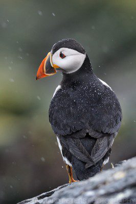 The rain was a welcome addition to my Farne Island trip as it allowed for more interesting images, with wet puffin images having a bit more atmosphere.