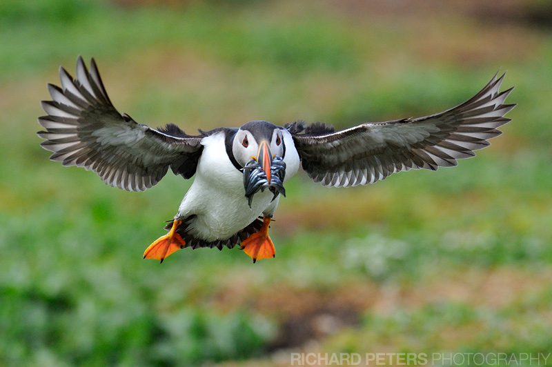A puffin coming in to land with a beak full of sand eels, the Farne Islands, Northumberlalnd