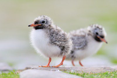 With empty pathways on Inner Farne, we were able to lay down low on the ground and watch as the Arctic Tern chicks emerged in to the open.