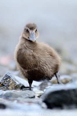 The Eider ducks with their chicks made for a great start to our Farne Island adventure.