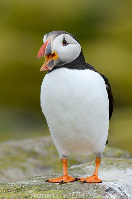Another simple, classic puffin portrait