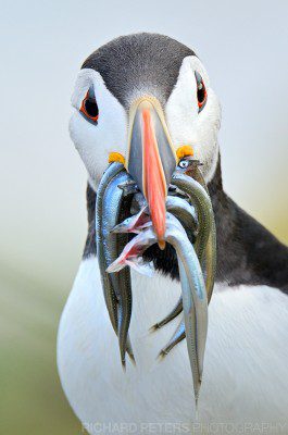 My favourite image from my 2011 Farne Island trip. A puffin looking straight at the camera with a beak full of sand eels.