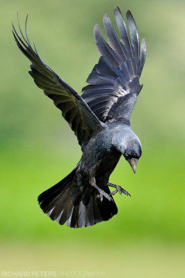 A Jackdaw in flight, caught just as it breaks from a hover to land. Taken with the Nikon D3s and 600 VR
