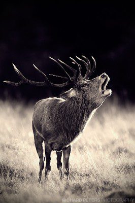 Mono Red Deer