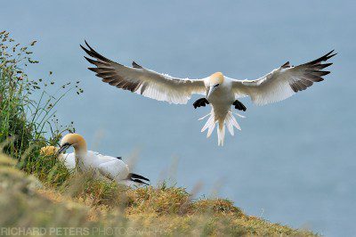 A gannet lands to join the others gathering grass