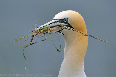 Gannet with nesting material at Bempton Cliffs RSPB reserve.